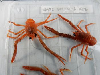 Media type: image; Invertebrate Zoology 139215